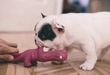il cane morde durante il gioco