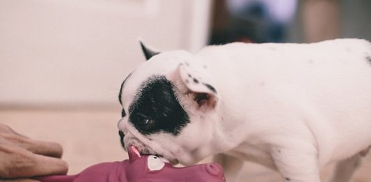 il cane morde durante il gioco