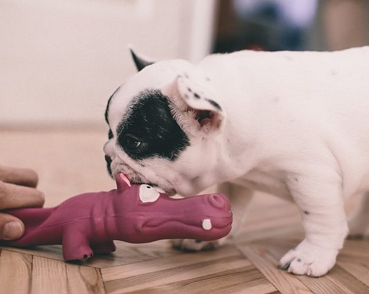 il cane morde durante il gioco