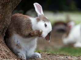 Perché il coniglio si strappa il pelo? Cosa significa? il coniglio si strappa il pelo
