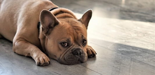 I cani sono capaci di trarci in inganno? Parla uno studio svizzero inganno