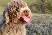 lagotto romagnolo