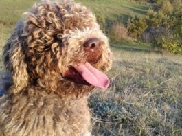 lagotto romagnolo