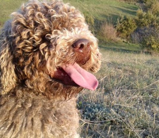 lagotto romagnolo