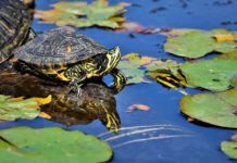 letargo delle tartarughe acquatiche