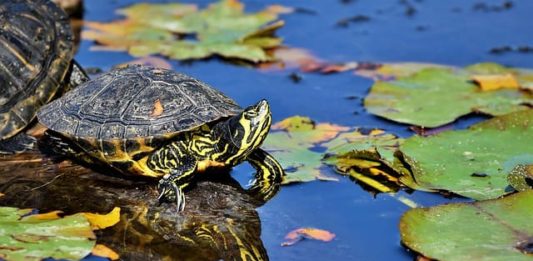 letargo delle tartarughe acquatiche