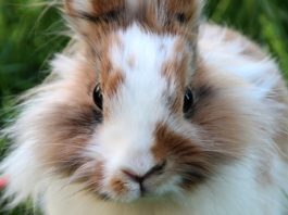 malattie della sfera riproduttiva del coniglio