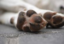 obbligo di soccorso degli animali