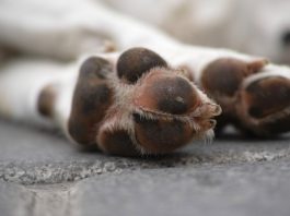 L’obbligo di soccorso degli animali coinvolti in sinistri stradali obbligo di soccorso degli animali