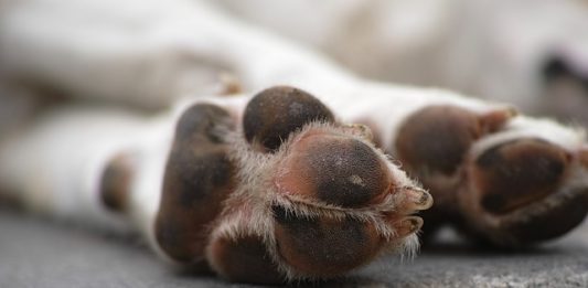 obbligo di soccorso degli animali