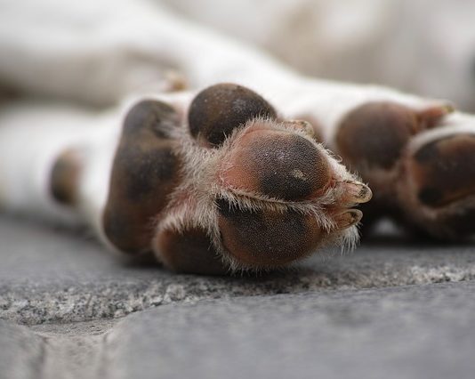 obbligo di soccorso degli animali