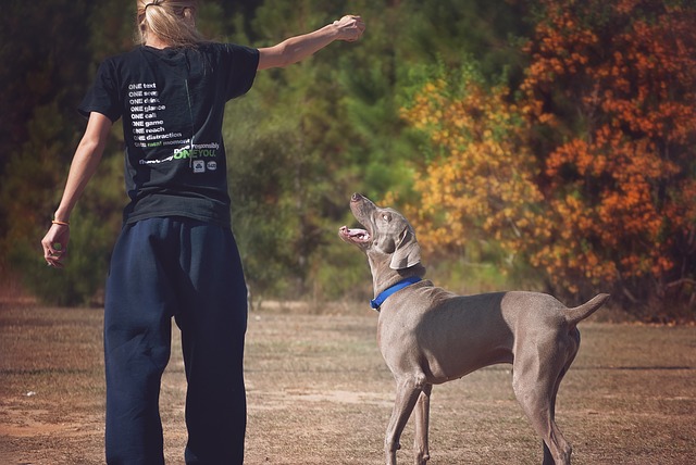 obesità nel cane obesità nel cane