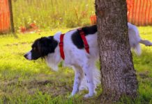 perché il cane alza la zampa