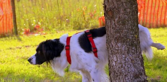perché il cane alza la zampa