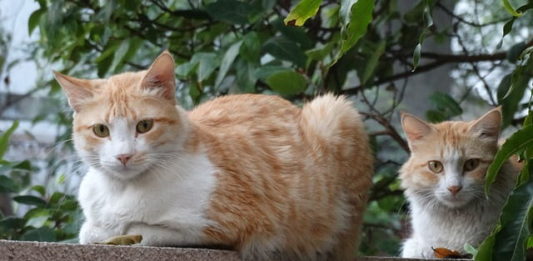 Più gatti in casa, più amore, ma anche più problemi più gatti in casa
