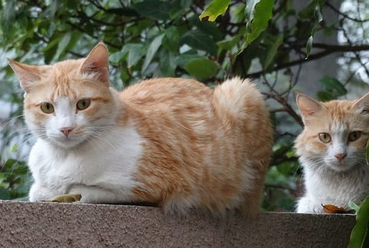 più gatti in casa