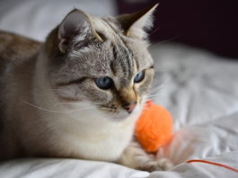 quanti gatti ci sono in Italia