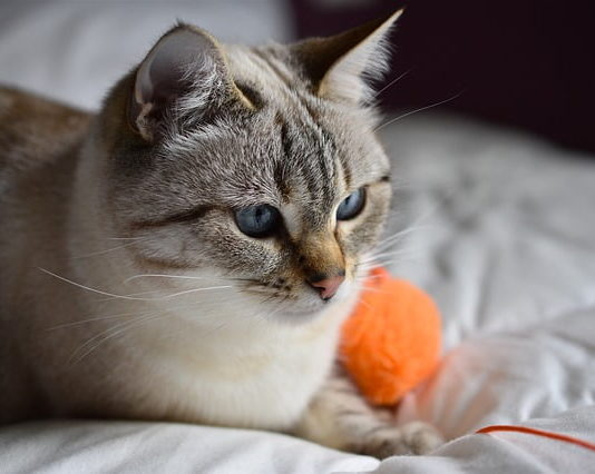 quanti gatti ci sono in Italia