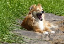 sbadigliare nel cane