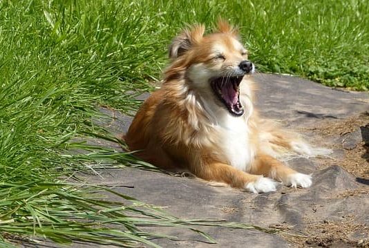 Segnali calmanti nel cane: lo sbadigliare è uno di questi sbadigliare nel cane