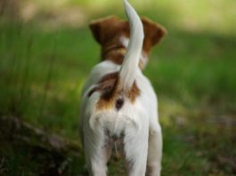 scodinzolio della coda