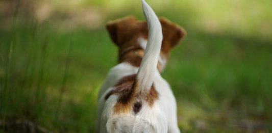 Scodinzolio della coda: la direzione indica l’emozione del cane? scodinzolio della coda