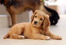 socializzazione del cane
