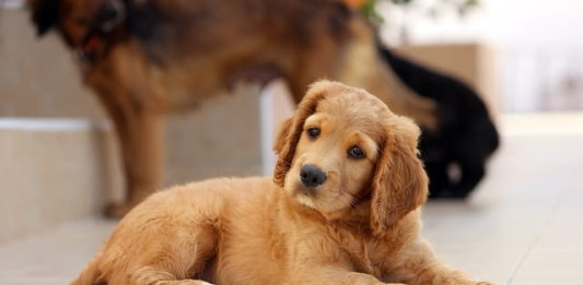 Periodo di socializzazione del cane: perché è così importante? socializzazione del cane