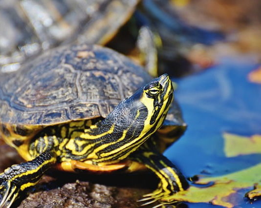 tartarughe d'acqua