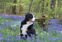 tutela degli animali