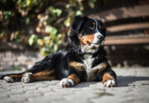 tutela degli animali