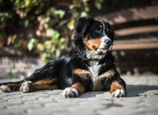 tutela degli animali