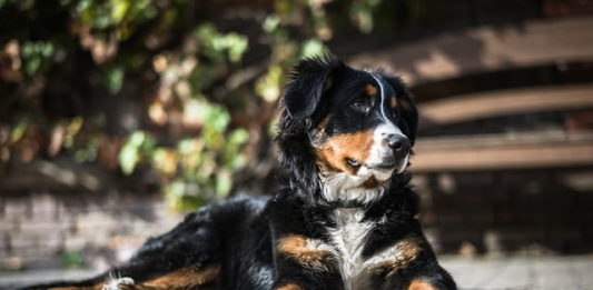 tutela degli animali