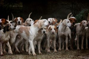 accumulo di animali 2