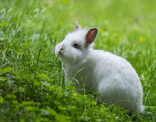 Quali sono gli alimenti vietati nella dieta del coniglio? alimenti vietati nella dieta del coniglio