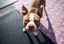 avvelenamento nel cane