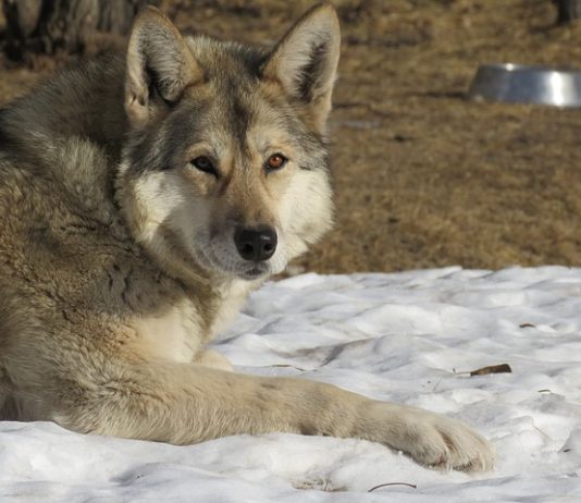 cane lupo cecoslovacco