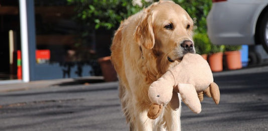 Codice della Strada: si può infrangere per soccorrere un cane in fin di vita? codice-della-strada