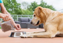 comportamento alimentare del cane