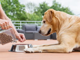 comportamento alimentare del cane