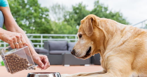 comportamento alimentare del cane