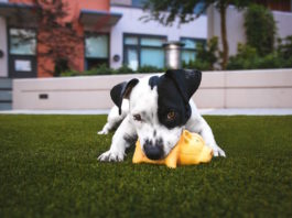 Attività ludica con il cane: quali sono i diversi tipi di gioco? diversi tipi di gioco