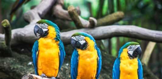 esami di routine negli uccelli