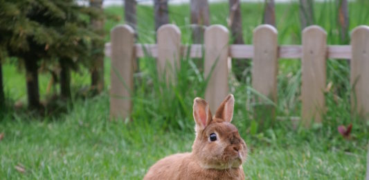fibra nell'alimentazione del coniglio