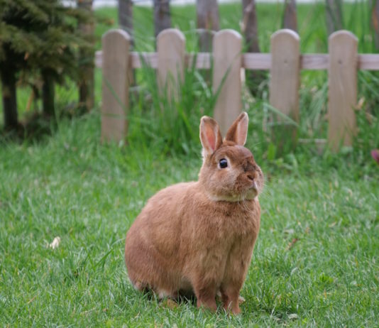 Fibra nell’alimentazione del coniglio: perché è così importante? fibra nell'alimentazione del coniglio