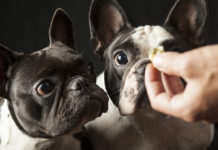 fuoripasto nell'alimentazione del cane