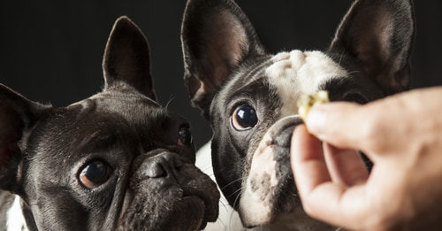 Alimentazione del cane e uso (s)corretto dei fuoripasto fuoripasto nell'alimentazione del cane