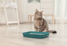 gatto non utilizza la cassettina igienica