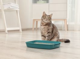 gatto non utilizza la cassettina igienica