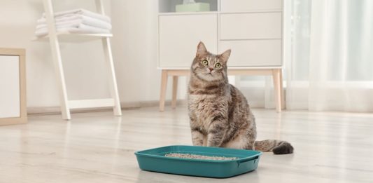 Aiuto, il gatto non usa la cassettina! gatto non utilizza la cassettina igienica